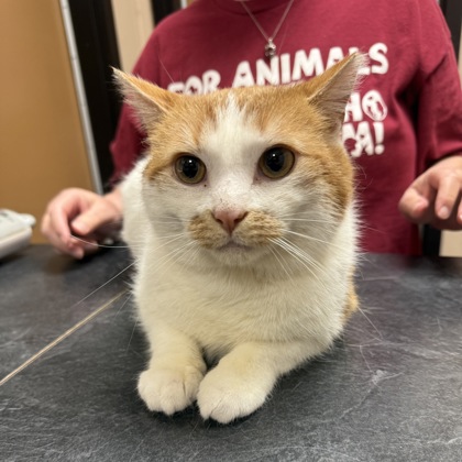Leo