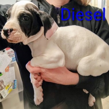 Diesel
