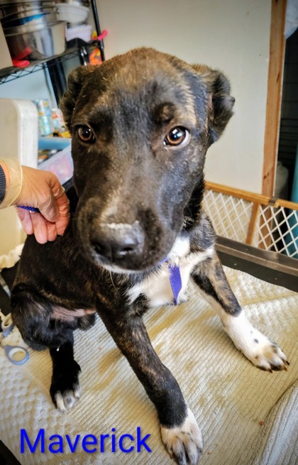 Maverick - Event Hold!