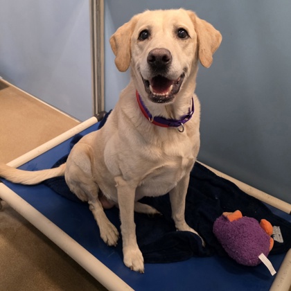 Charlie - Benchwarmer!