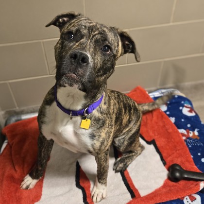 Bodacious - Benchwarmer!