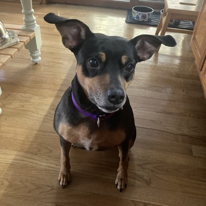 Layla - Video, Volunteer Pick & Benchwarmer!