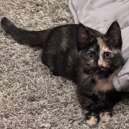 Calico