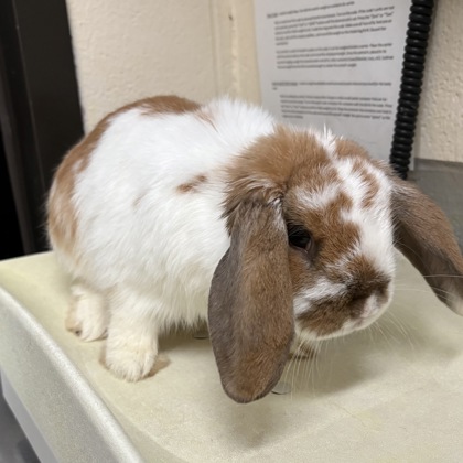"Turkey" - Adoption Hold!