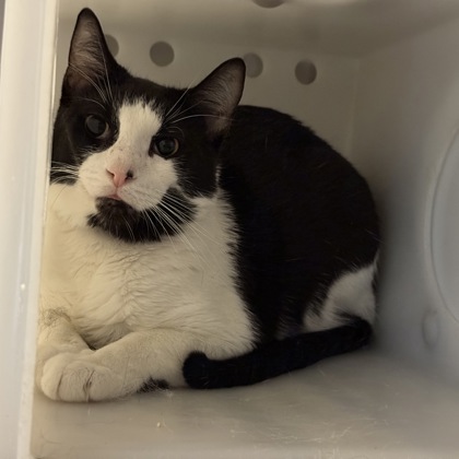 Oreo
