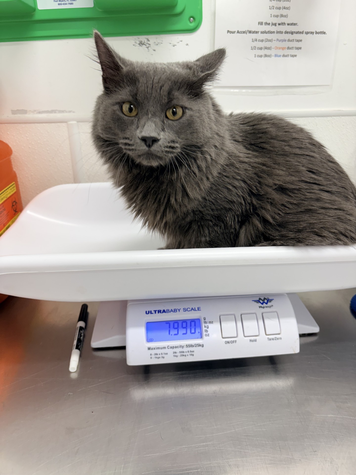 "Rufio" - Adoption Hold!