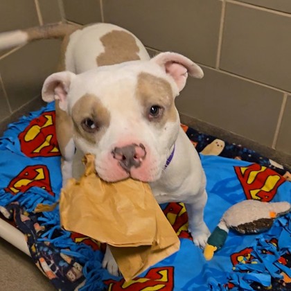Blanco - Video, Volunteer Pick & Benchwarmer!