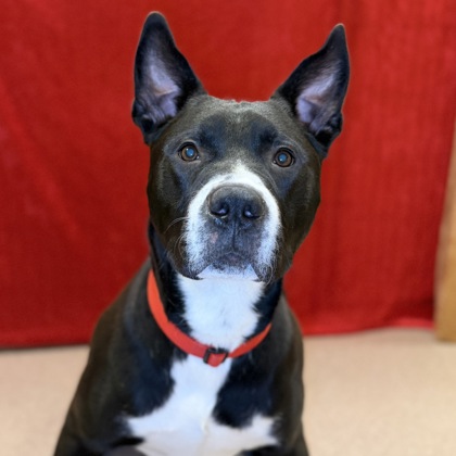 Smokey - Video, Volunteer Pick & Benchwarmer!