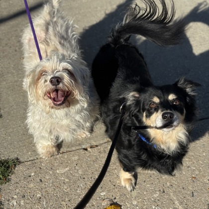 Max - Required Couple