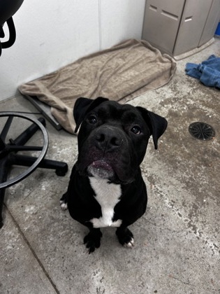 Mojo