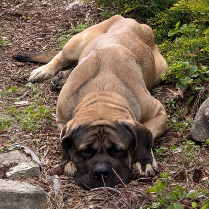 Sheba