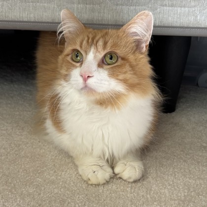 Sundae