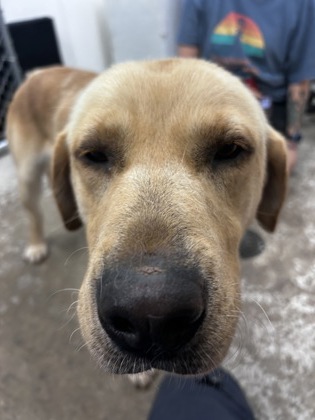Trucker - Adoption Hold!