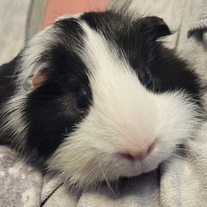 Ta - Required Couple