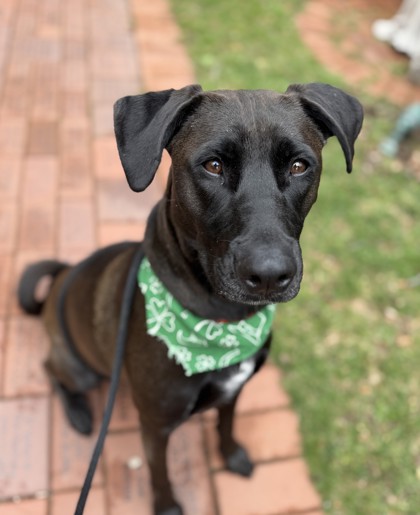 Stella – Staff Pick & Benchwarmer!