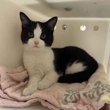 "Frosty" - ADOPTION HOLD!