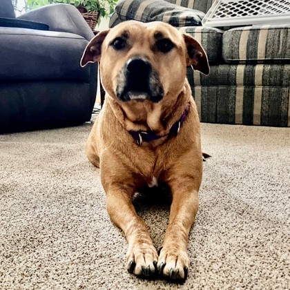 Coraline - Video, Staff Pick, Benchwarmer!