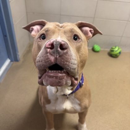 Hulk - Video & Benchwarmer!