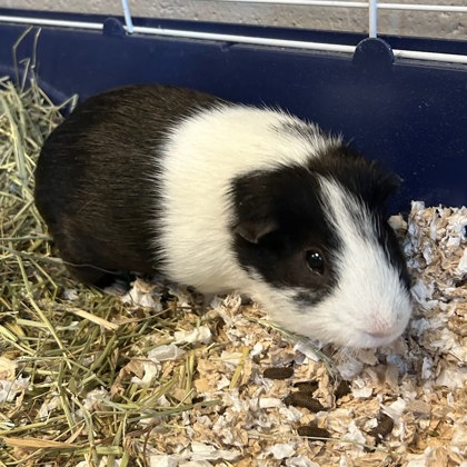 Oreo