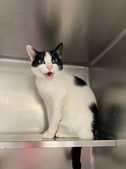 "Greta Goblin" -Adoption Hold!