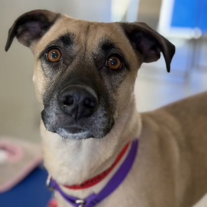 Hazel - Benchwarmer!