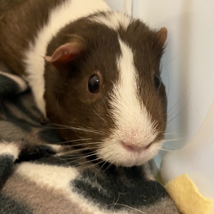 Willow - Required Couple!