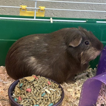 Coco
