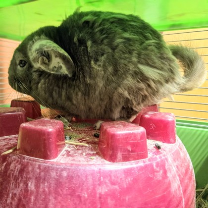 Jello