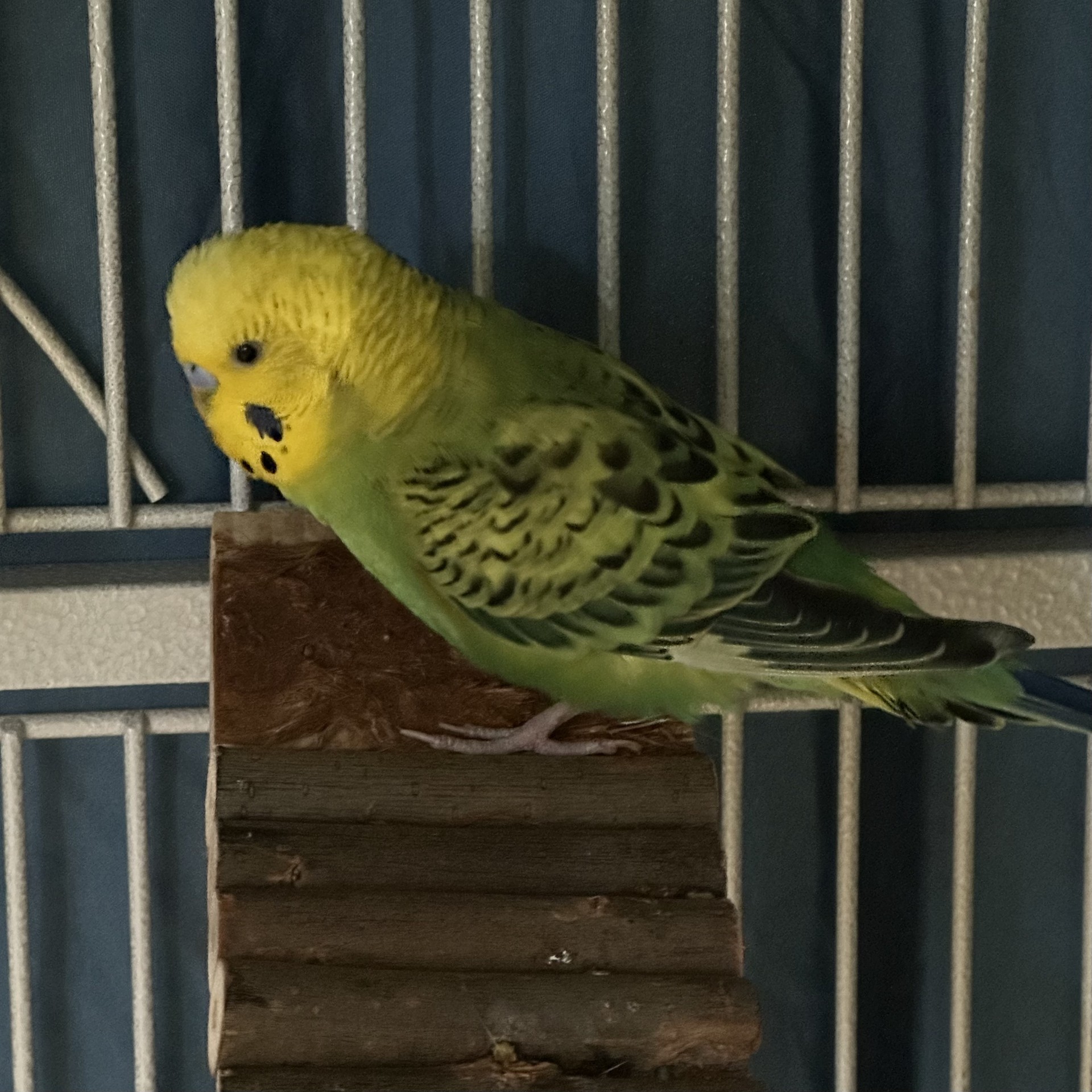 Mustard