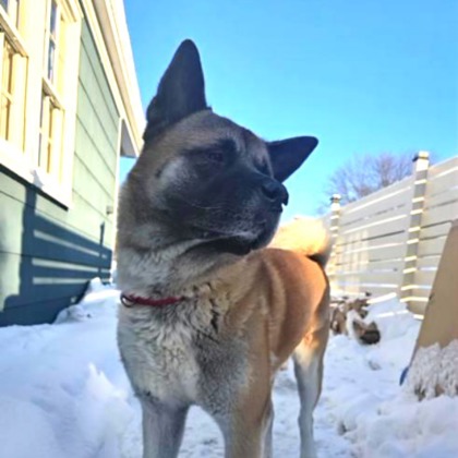 Buddy - Benchwarmer!