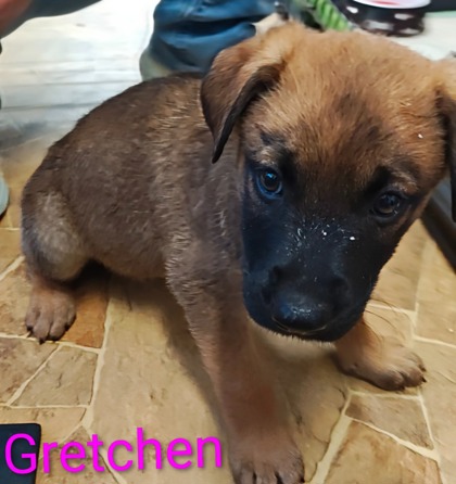 Gretchen