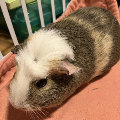 Daisy - Required Couple!