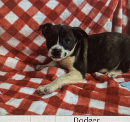 Dodger