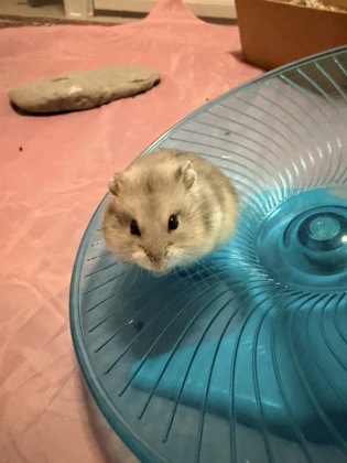 Tangerine Torta-Video!