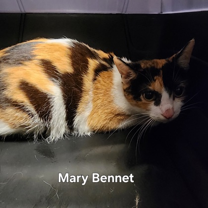 Mary Bennet