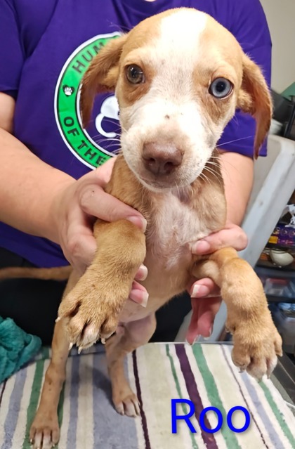 Roo