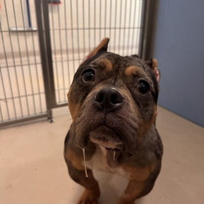 Nova