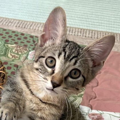 Piaso