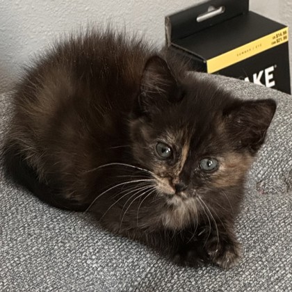Suzie
