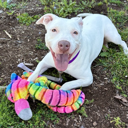Fifi - Staff & Volunteer Pick, Benchwarmer!