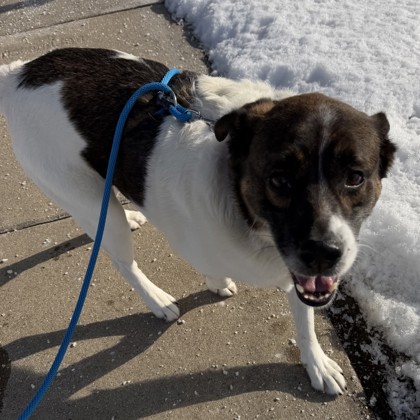 Bentley - Benchwarmer!