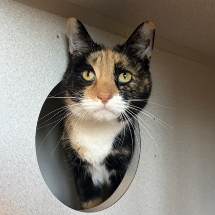 Kitty Cleo
