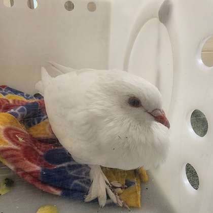 "Cotton Ball"