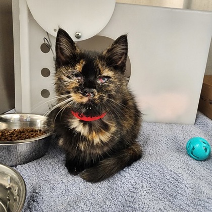 Seraphina-Petco Lake Geneva