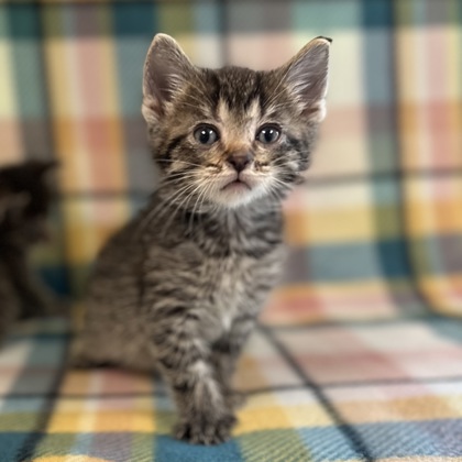 Mika - Available Sat. June 28 @ 3pm!