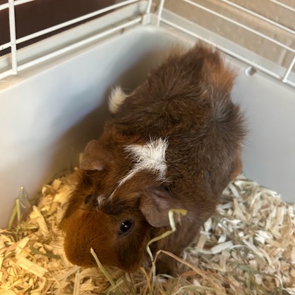 Brownie Jr