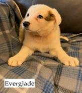 Everglade
