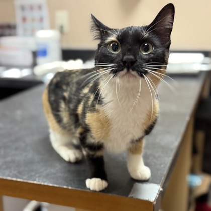 "Cleo" - Adoption Hold