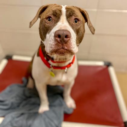 Bella - Volunteer Pick!