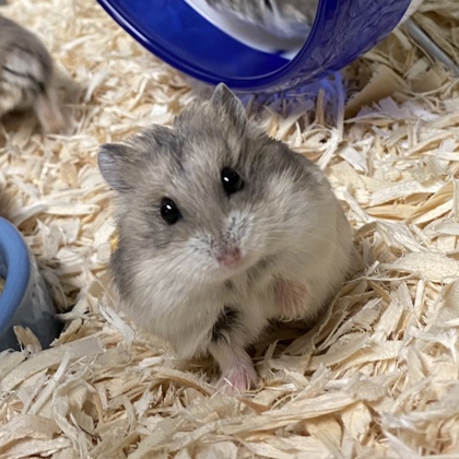 Cosmo